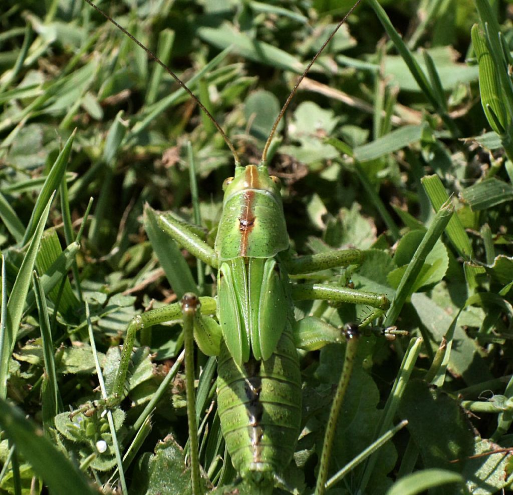 Tettigonia sp.